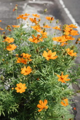 orange flowers in the garden