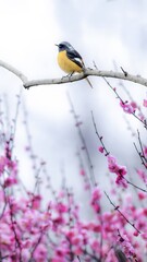 Yellow Breasted Songbird Perched on Branch Above Pink Cherry Blossoms in Spring Garden