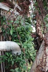 garden in the garden