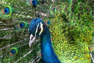 Majestic Peacock Displaying Vibrant Iridescent Plumage with Eye Spots in Natural Forest Habitat