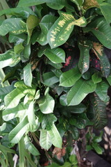 green leaves background