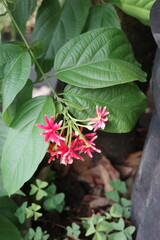 red and green leaves
