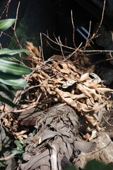 dead tree trunk