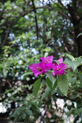 pink flowers in the garden