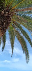 Palm tree and blue sky
