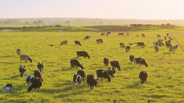 Free range milk cows grazing on green farm pasture. Feeding of cattle on farmland grassland