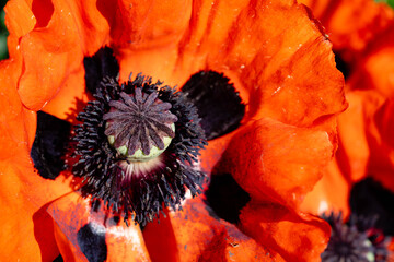 Blütenstand der Mohnblume Papaver im Sommer