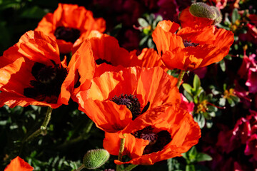 Blütenstand der Mohnblume Papaver im Sommer