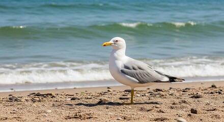 Fototapeta premium Seagull on Sandy Beach with Ocean Waves.