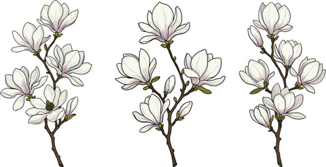 Magnolia flower branch illustration, light pink and white blossoms, elegant floral clipart, botanical spring design, vintage hand-drawn flower vector