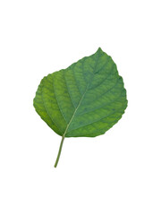 Obraz premium Isolated vibrant green leaf on white background for nature-inspired design
