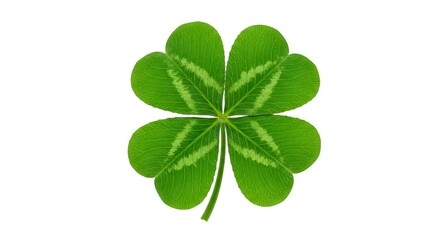 A bright green fourleaf clover centered on a white background