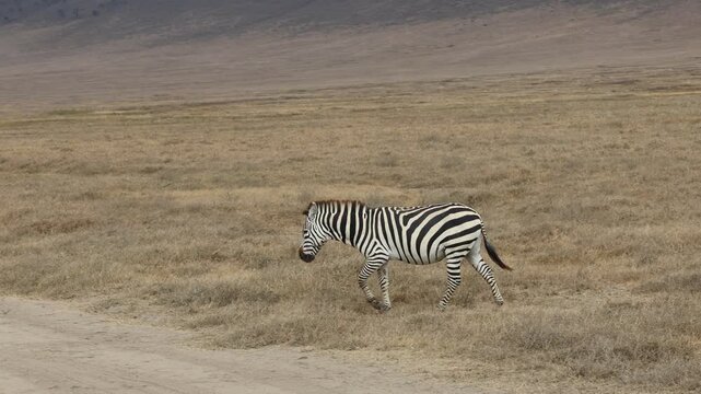 Africa wildlife safari game tour in the national park Tarangire and Ngorongoro. 4k video of variety of wildlife in african savanna bush. Dry grass animals hiding. Zebra in the wild nature