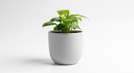 Obraz premium Plant in a gray pot green leaves minimalist bright indoor