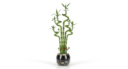 Bamboo plant in a glass vase with rocks green spiral stalks