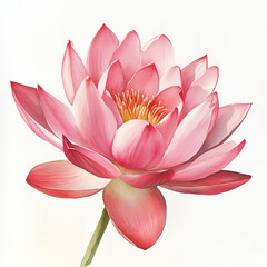 blossom pink lotus in watercolor style, illustration