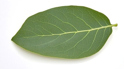 Obraz premium Macro study of a single leaf on clean surface, shot in 4K at 50mm with soft daylight, precise focus on veins and smooth background blur