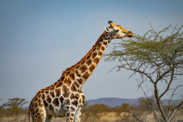 A tall giraffe with distinctive spots eating leaves from a thorny tree in the african bush under a clear blue sky