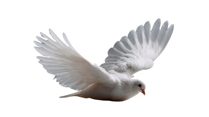 Fototapeta premium 🕊️ Soaring Grace: A pristine white dove gracefully extends its wings mid-flight, symbolizing peace and freedom against a clear background, a timeless image of serenity. 