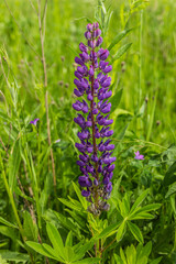  Vibrant Purple Lupine Standing Tall in Green