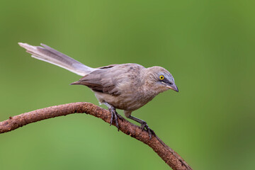 The Large Grey Babbler (Argya malcolmi) arrives not alone but as a chorus—a noisy troop tumbling...