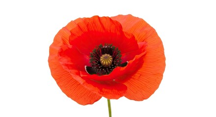 A vibrant red poppy flower with black and yellow center isolated against a stark white background