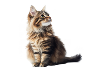 Majestic brown tabby cat sitting pretty portrait, fluffy feline with green eyes looking upward, pet animal image, isolated on transparent background
