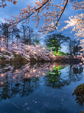 Takada castle during cherry blossom season in Joetsu, Niigata Prefecture, Japan