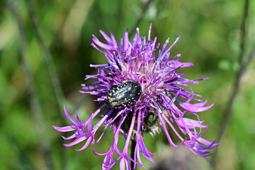 Beetle Oxythyrea funesta on the violet flower eating nectar