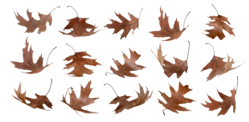 Dry autumn brown flying oak leaves set transparent png