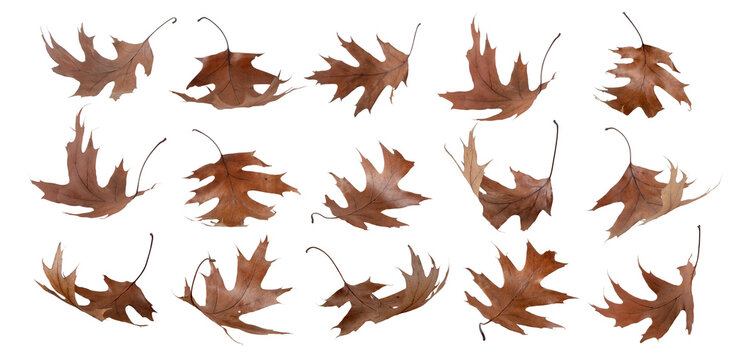 Dry autumn brown flying oak leaves set transparent png - Powered by Adobe