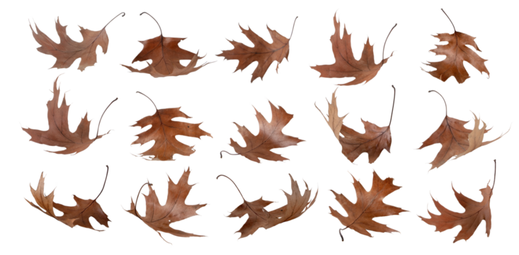 Dry autumn brown flying oak leaves set transparent png - Powered by Adobe