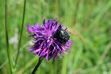 Beetle Oxythyrea funesta mating season on the violet  flower

