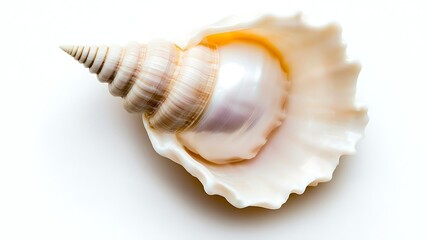 Minimal 4K top-down capture of a white shell, 35mm optics and diffused light highlighting pearlescent texture and clean background
