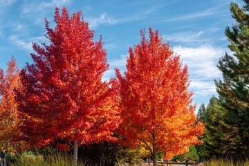 Naklejka premium Vibrant autumn trees against a vibrant sky