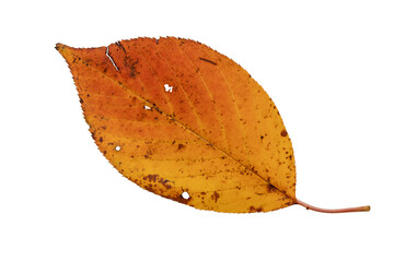 Orange autumn leaf with spots isolated transparent png