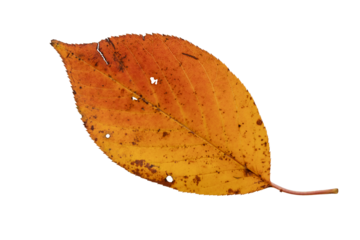 Orange autumn leaf with spots isolated transparent png