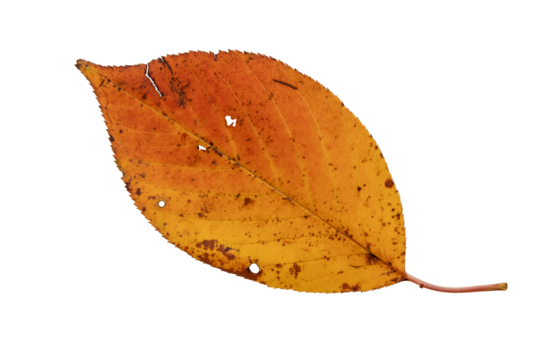 Orange autumn leaf with spots isolated transparent png - Powered by Adobe