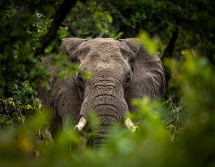 Old African elephant with dramatic wrinkled skin