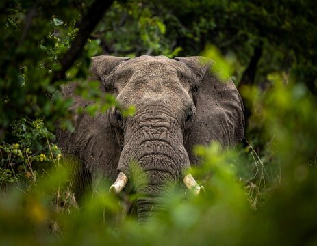 Old African elephant with dramatic wrinkled skin