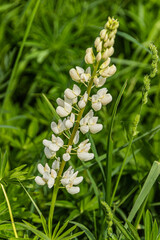 Pristine White Lupine in Lush Greenery
