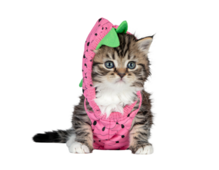 Cute Tabby Kitten with Blue Eyes Wearing Pink Strawberry Costume on Isolated Transparent Background