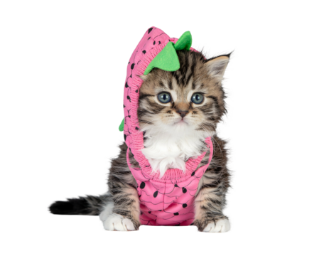 Cute Tabby Kitten with Blue Eyes Wearing Pink Strawberry Costume on Isolated Transparent Background