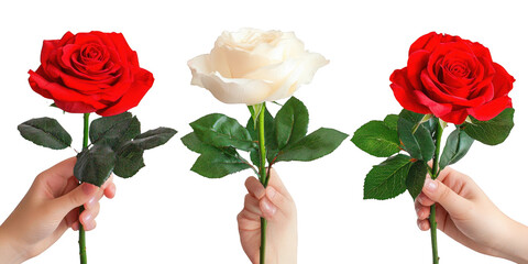 Three Hands Holding Red and White Roses clear bf3a isolated on a transparent background