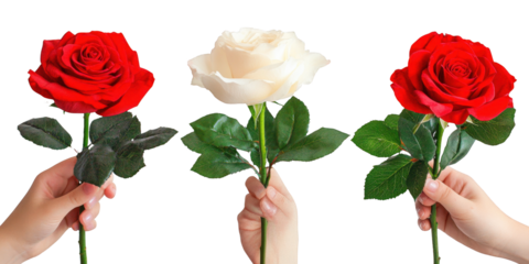 Three Hands Holding Red and White Roses clear bf3a isolated on a transparent background