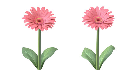 Two Pink Gerbera Daisies with Green Stems and Leaves clear 86e070dbb60e isolated on a transparent background