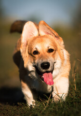 A dog with big ears runs quickly across a field, a Pembroke Welsh Corgi breed