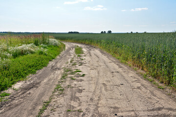 Dirt Road Through Fields on a Sunny Day copy space