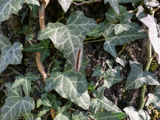 moth caterpillar on tree