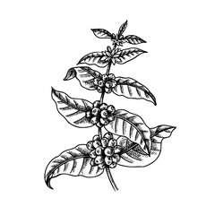 Hand drawn vintage coffee branch. Packaging and logo design. Retro isolated sketch vector illustration.
